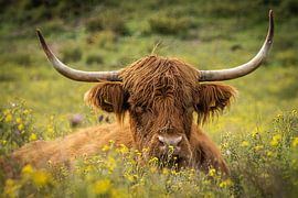 Highlander écossais dans une prairie au printemps sur Mischa Corsius