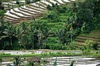 Jatiluwih, a Balinese green paradise