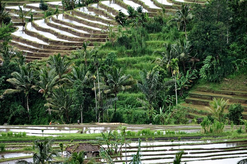 Jatiluwih, un paradis de verdure balinais par Frank Photos