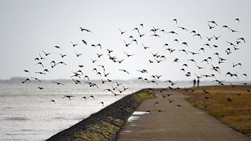 Een zwerm spreeuwen bij Paesens/Moddergat