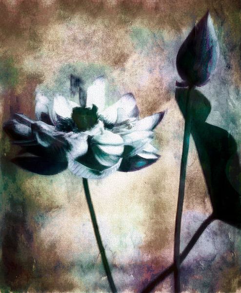 Lotus by Mad Dog Art