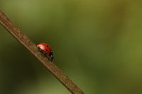 Ladybug