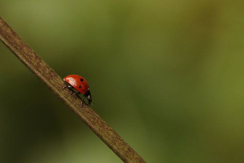 Ladybug