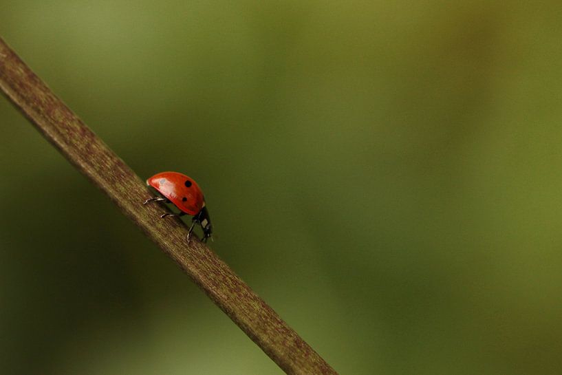 Ladybug by Arjo van Timmeren