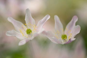 Holzanemonen