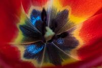 Red tulip