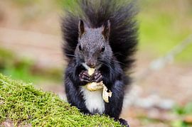 Eichhörnchen von Alena Holtz