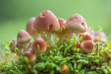 Red Sulphurous mushroom by Hanneke Ruijterlinde