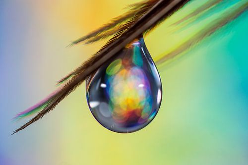Drop to feather by Bert Nijholt