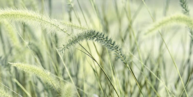 Grass, lamp cleaner grass by Violetta Honkisz