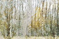 Gold and silver (creatieve bewerking van Berkenbomen in goud en zilveren tinten)