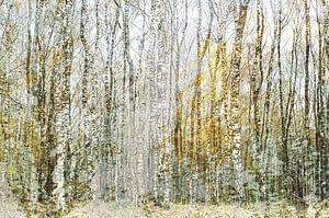 Gold and silver (creative editing of Birch trees in gold and silver tones)