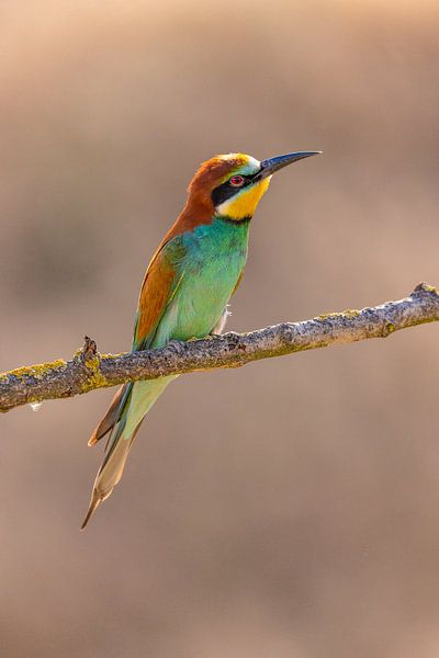 Mangeur d'abeilles, Merops apiaster. par Gert Hilbink