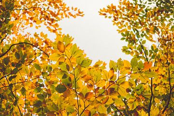 Goldener Herbst —buntes Blätterdach