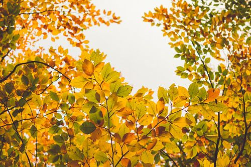 Golden autumn - colourful canopy of leaves