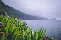 neblige Landschaft Azoren