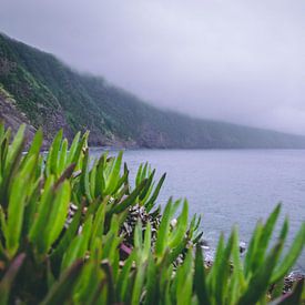 paysage brumeux des Açores sur Isai Meekers