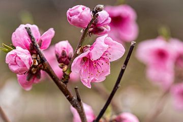 Roze Bloesem van Rob Boon