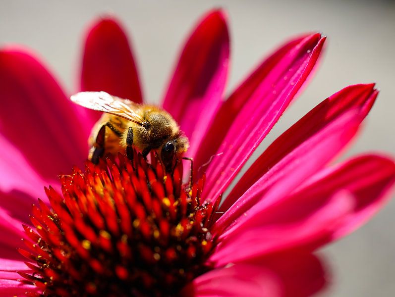 bee on echinacea by Marieke Funke