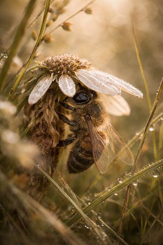 Biene zwischen Tau und Licht von Christina Bauer Photos