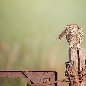 little owl with mouse by Lia Hulsbeek Brinkman