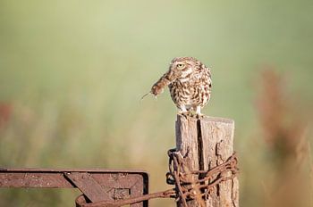 kleine Eule mit Maus