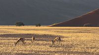 Springbok