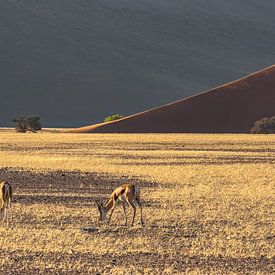 Springbock Namib Naukluft Park sur Albert van Heugten