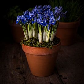 Blaue Schwertlilien von Josette Alkema
