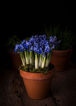 Blauwe Irissen van Josette Alkema