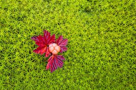 mûre blanche sur Rainer Mirau