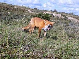Vos met  Duinzicht 1 ( Col. 2015 ) van Jan van Bruggen