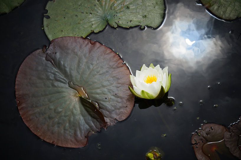 Waterlelie by Michel van Kooten