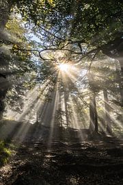 Sun in the forest by Annika Selma Photography