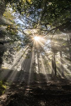 Sonne im Wald von Annika Selma Photography