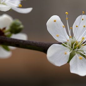 Close-up van helder bloeiende witte witte bloem in de tuin van W J Kok