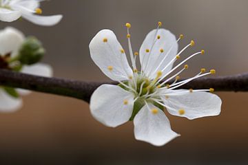 Close-up van helder bloeiende witte witte bloem in de tuin