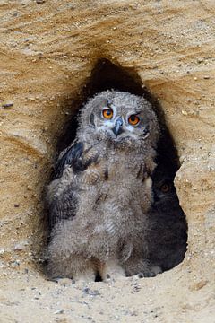young Eagle Owl... Eurasian Eagle Owl *Bubo bubo * in the entrance of its nest burrow