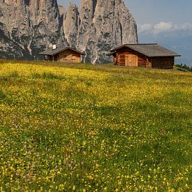 Alpine meadows on the Alpe di Siusi by Rudolf Brandstätter