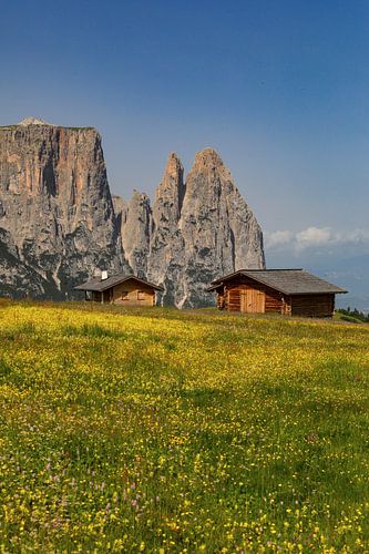 Almwiesen auf der Seiser Alm
