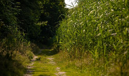 Wandelpad door het bos