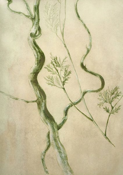 Corkscrew willow 2 by Claudia Gründler