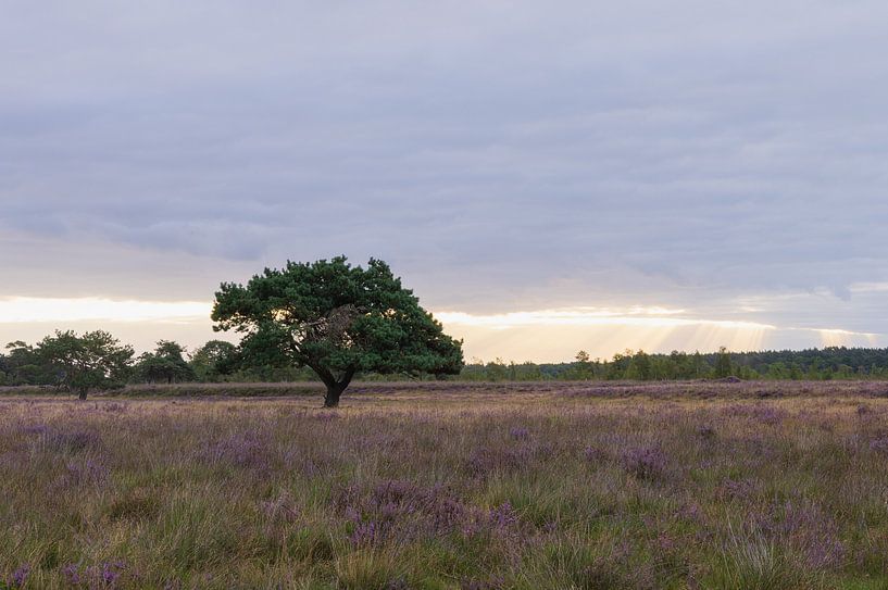 Iconic tree Dwingelderveld during sunrise by Marcel Kerdijk