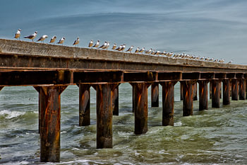 Les oiseaux.