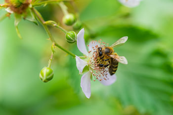 bloemen, bijen en vele andere kleine wezens