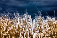 Corn field before the storm