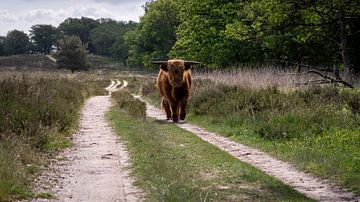 Schotse Hooglander bij Deelerwoud van Gonda Versteeg