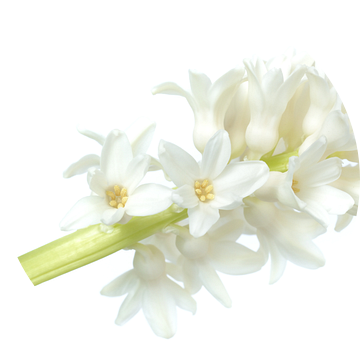 High key witte hyacint van Gonnie van de Schans