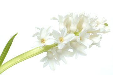 High key white hyacint by Gonnie van de Schans
