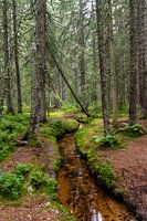 Fairytale forest
